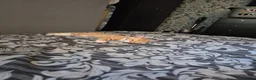 Mixed Breed cats for sale: Ginger female kittens - Advert 8