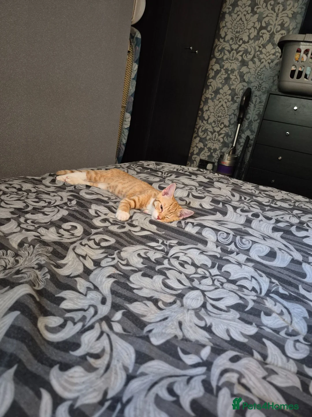 Mixed Breed cats for sale: Ginger female kittens - Advert 8