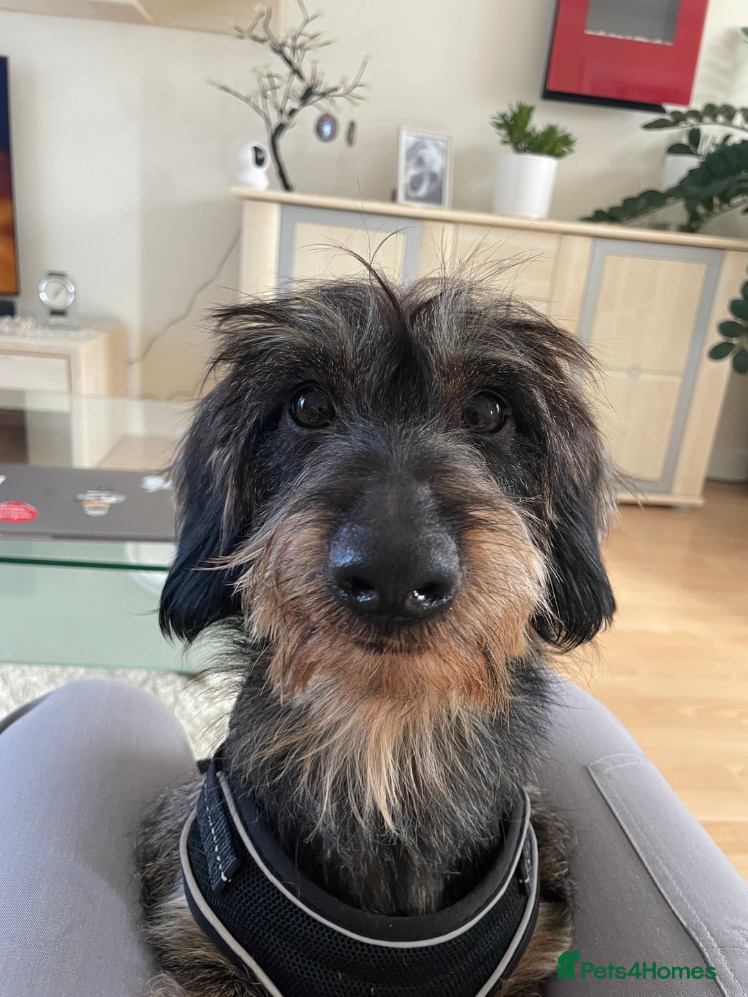 Dachshund dogs for stud: WIREHAIRED TECKEL DACHSHUND available for stud - Advert 8