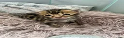 Bengal cats for sale: Bengal kittens for sale - Advert 8