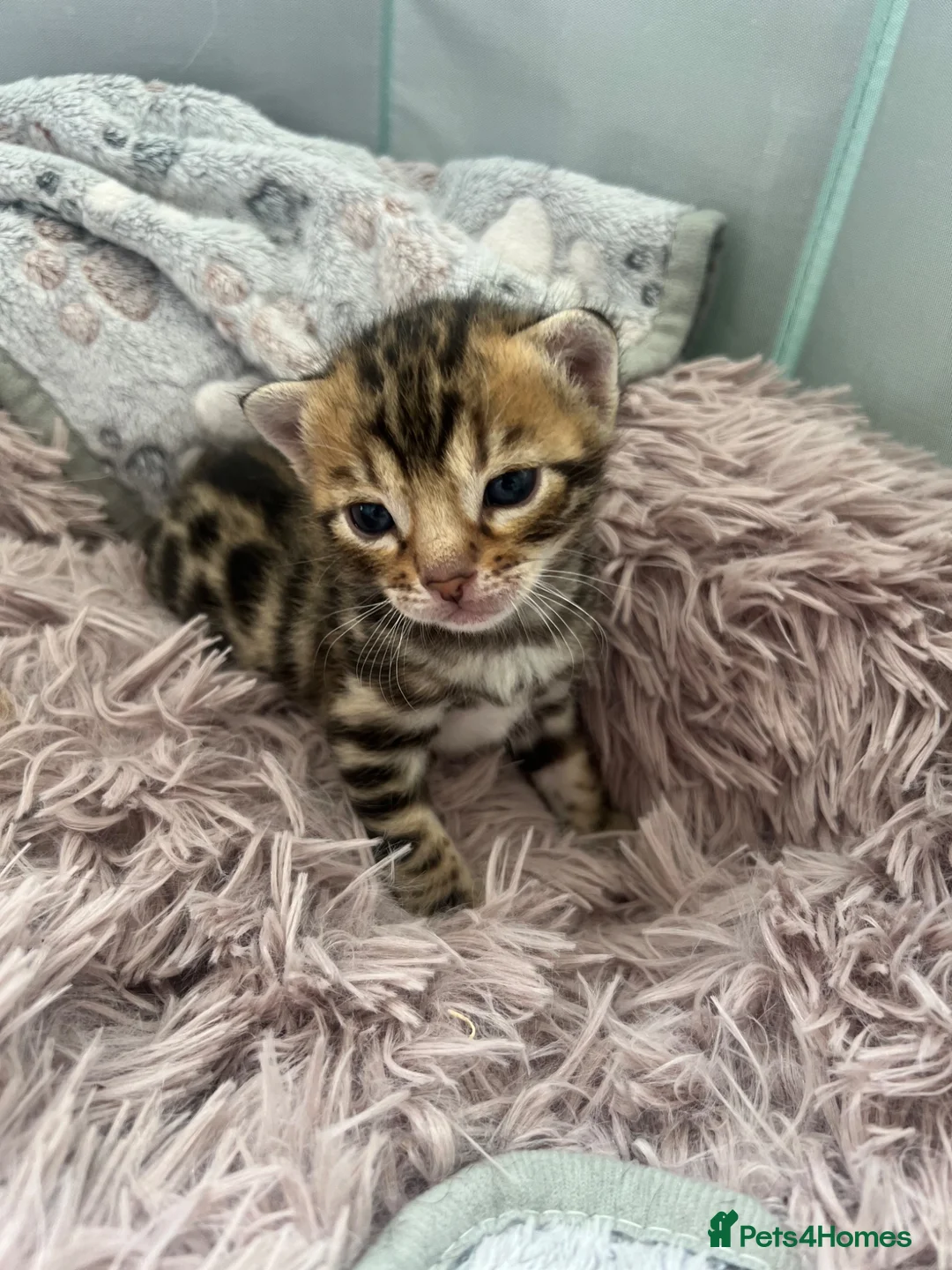 Bengal cats for sale: Bengal kittens for sale - Advert 8