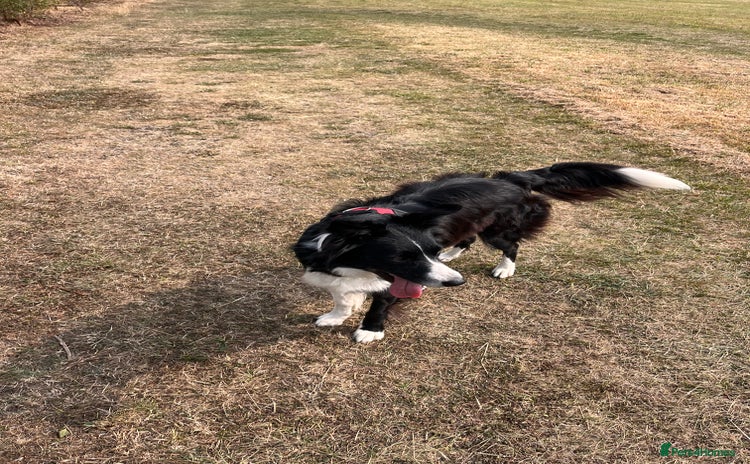 Border Collie dogs - Advert 2