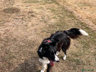 Border Collie dogs - Advert 11