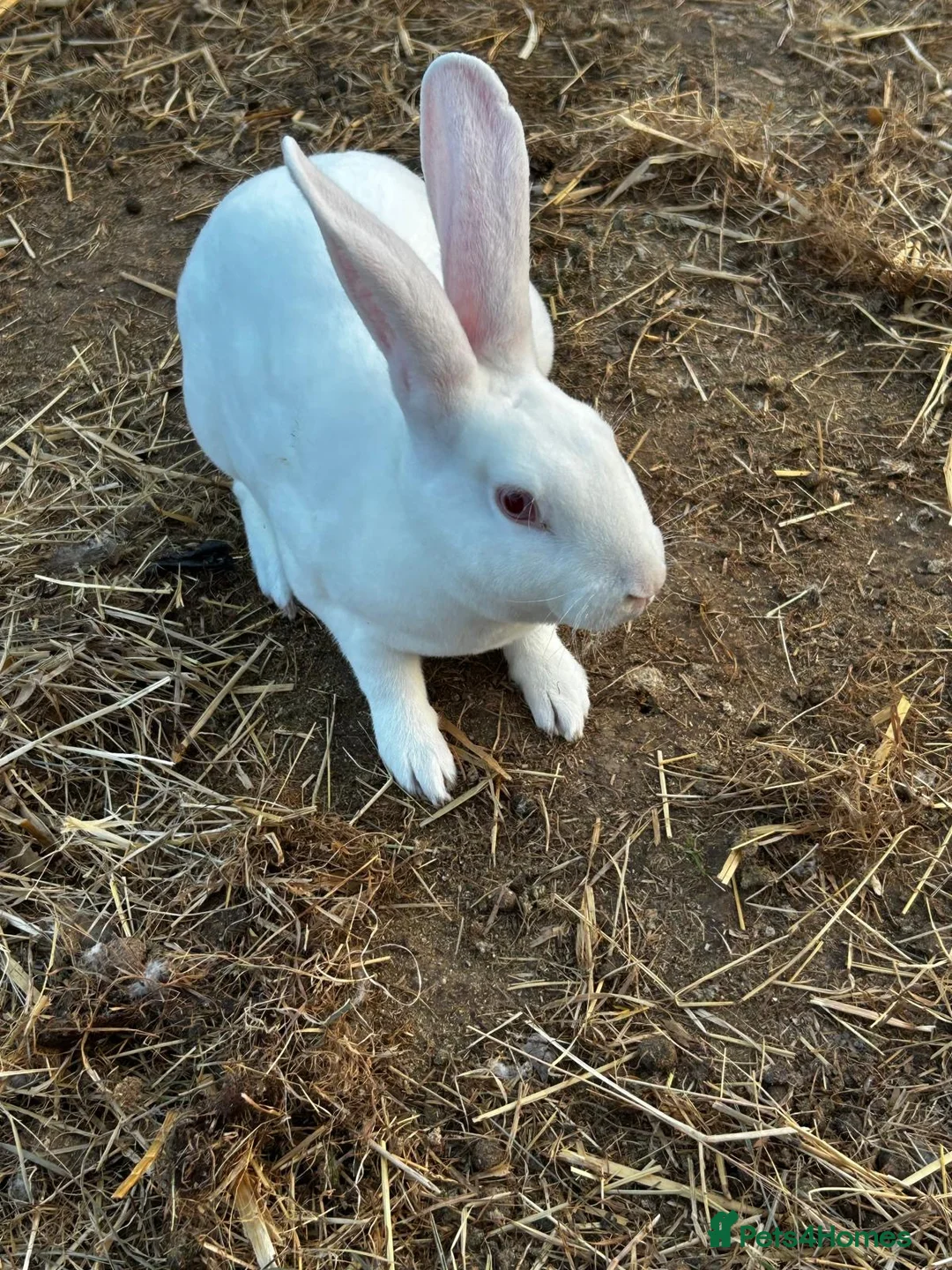 Rex rabbits for sale: Beautiful Ermine white Rex buck  - Advert 2