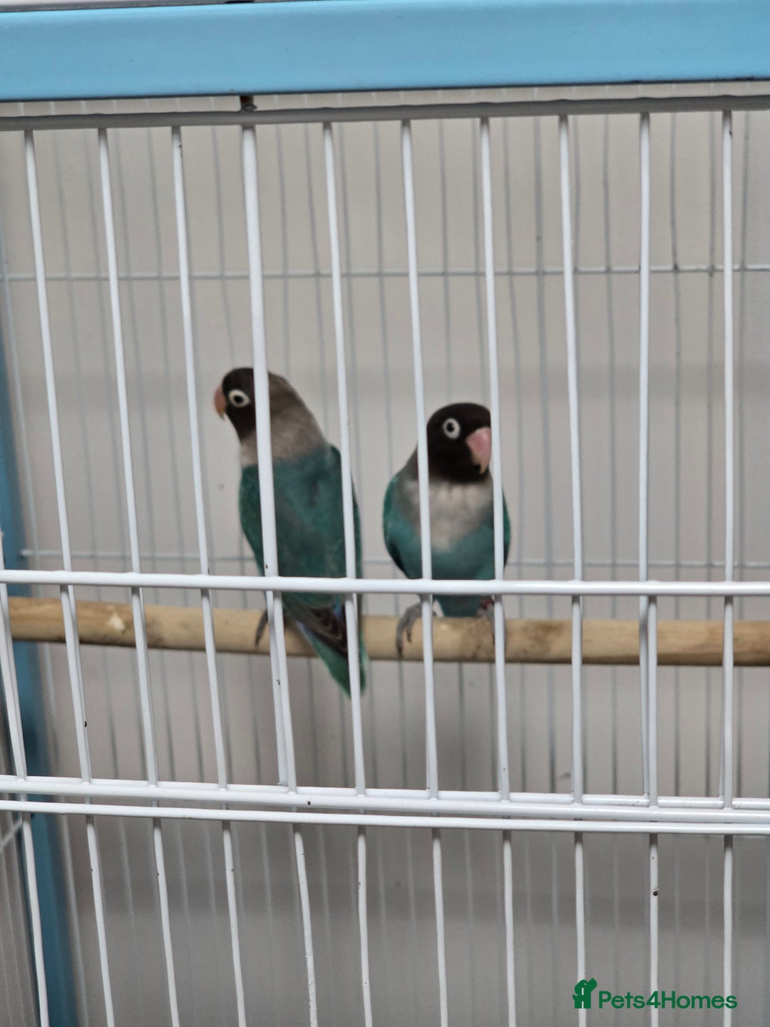 Parrots birds for sale: Lovebirde pairs 2x🦜  - Advert 2