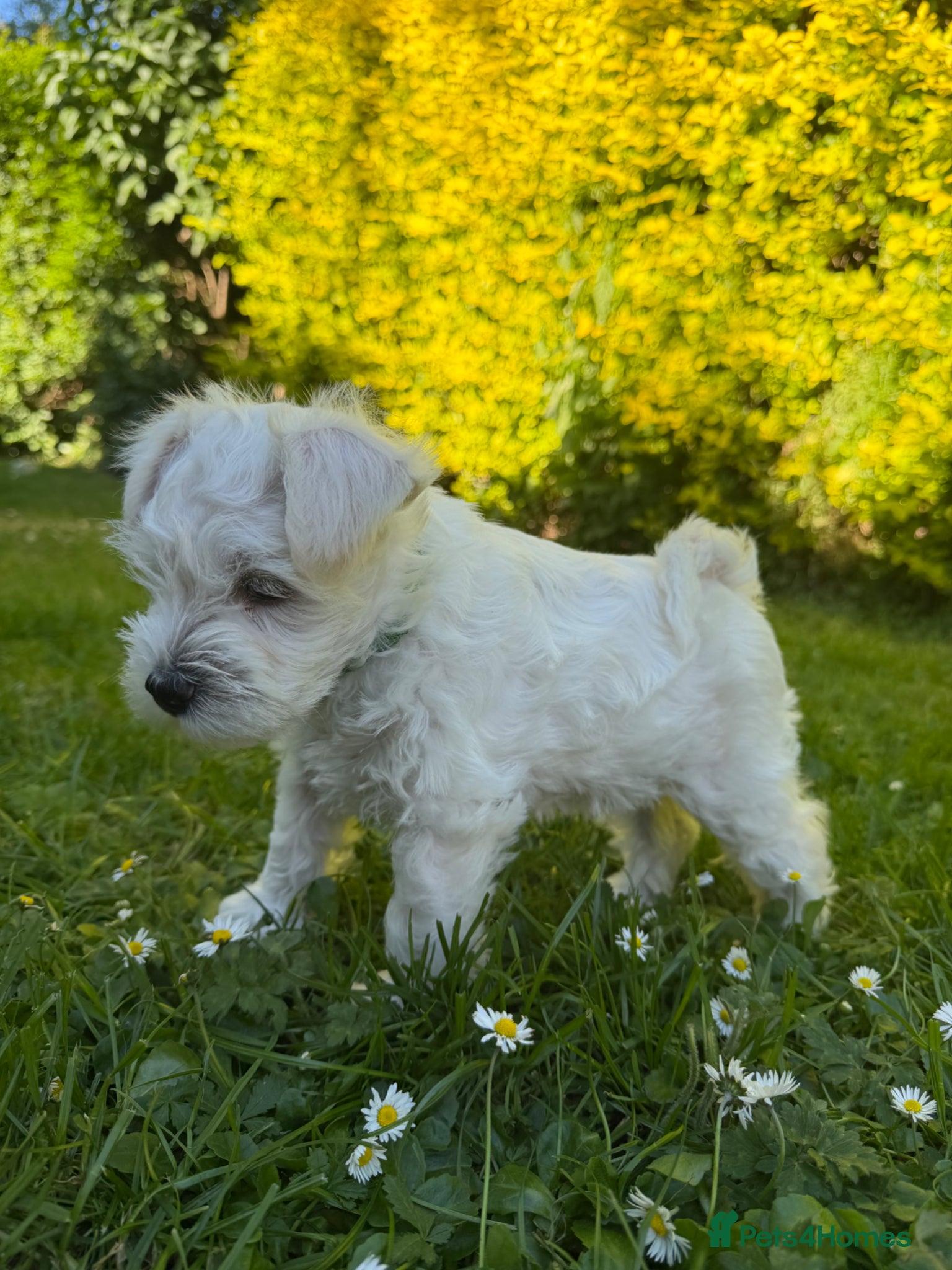 Miniature Schnauzer dogs for sale: Available: 🐾 3 Girls 🐾 2 Boys - Advert 8