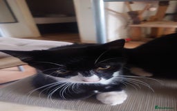 Mixed Breed cats for sale: Sweety girl  - Image 9