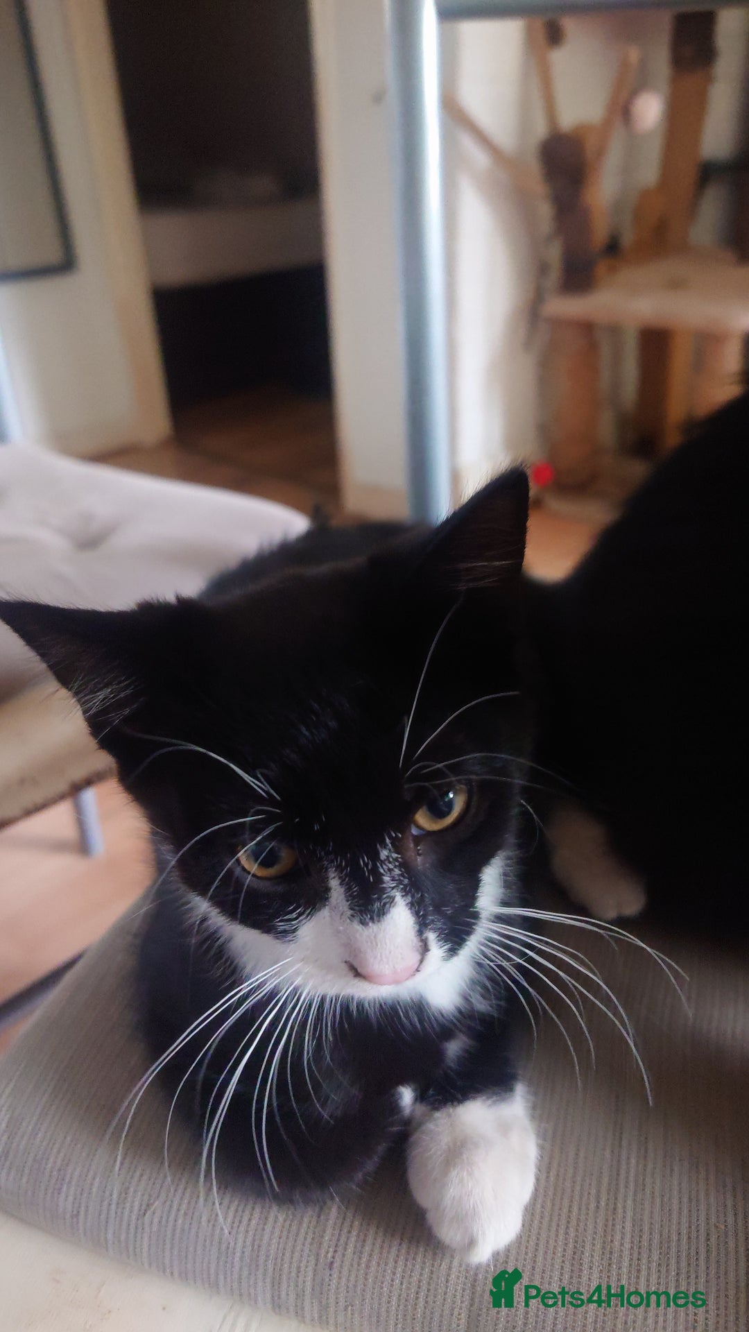 Mixed Breed cats for sale: Sweety girl  - Image 9