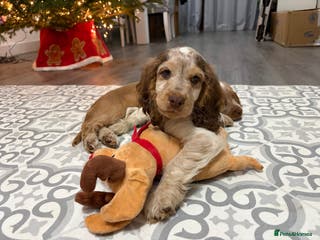 Cocker Spaniel dogs Beautiful KC reg Cocker Spaniel Pups - Advert 11