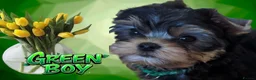 Yorkshire Terrier dogs for sale: 👉Yorkshire Terrier Pups–KC Lines, Health Checked - Advert 7