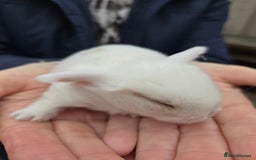 Mini Lop rabbits for sale: Stunning mini lop babies ready to secure  - Image 10