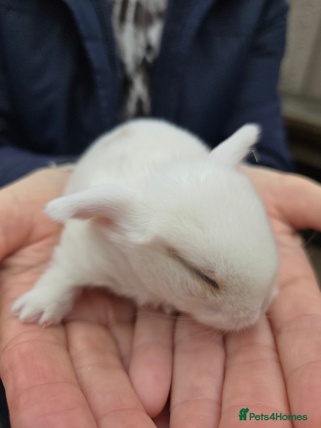Mini Lop rabbits for sale: Stunning mini lop babies ready to secure  - Image 10