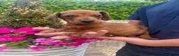 Dachshund dogs for sale: 3 miniature dachshund puppy’s 🐶 - Advert 8