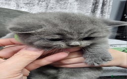 British Shorthair cats for sale: AMAZING BRITISH SHORHAIR KITTENS!!! - Advert 7