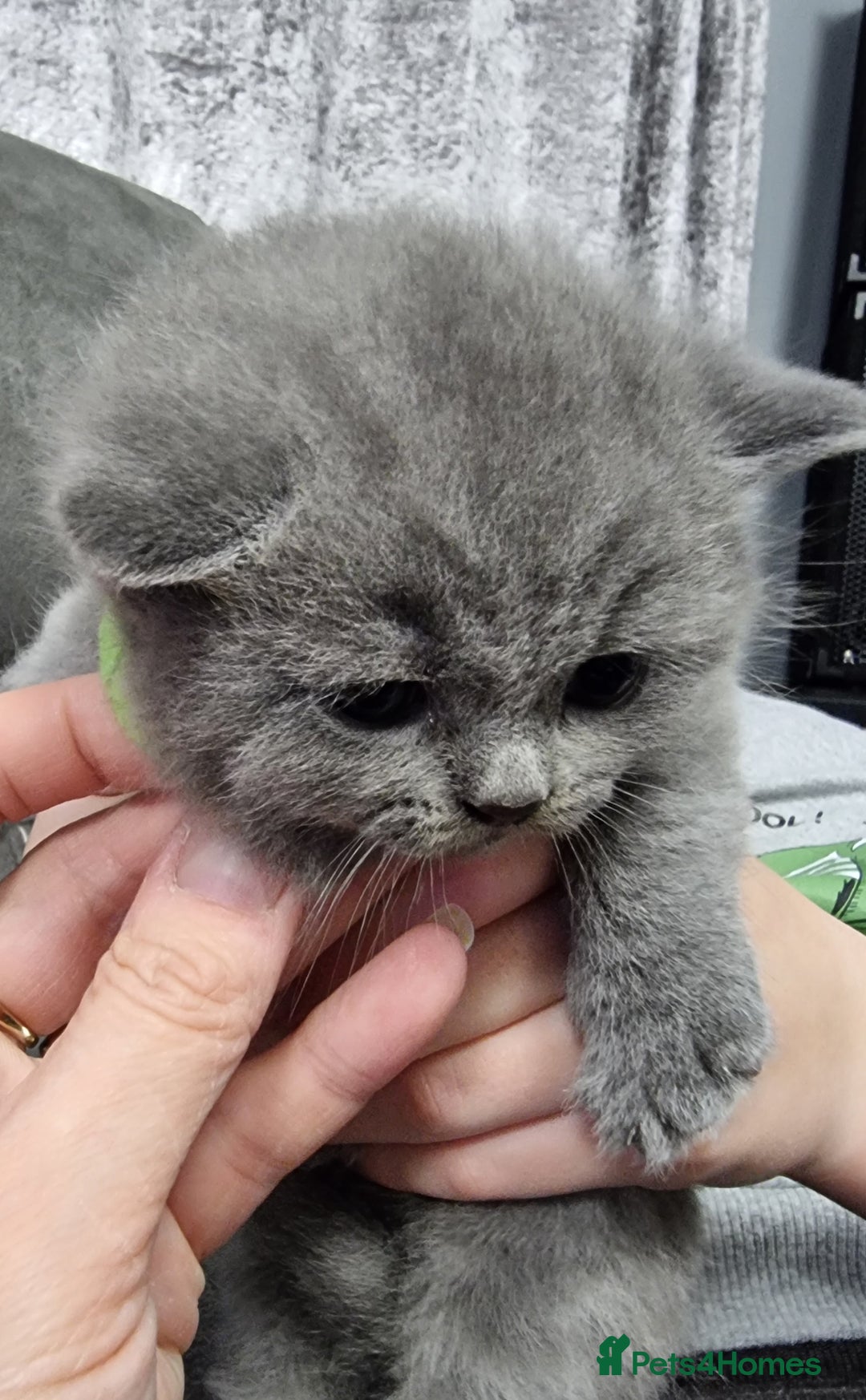 British Shorthair cats for sale: AMAZING BRITISH SHORHAIR KITTENS!!! - Advert 7