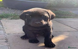 Labrador Retriever dogs for sale: 5 labrador puppies ready for there new homes now - Image 6