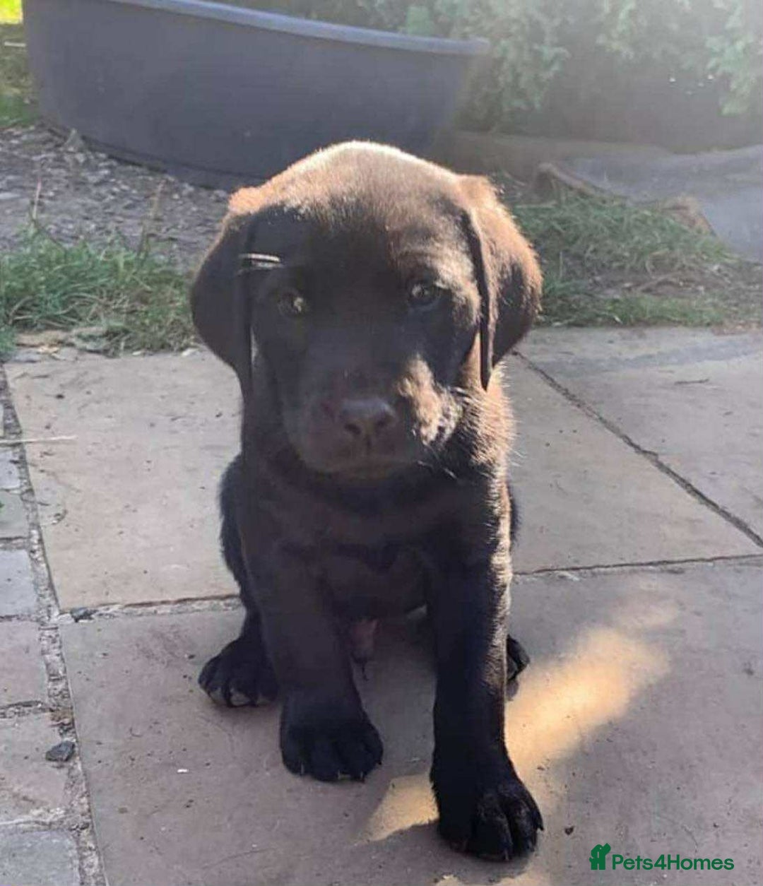 Labrador Retriever dogs for sale: 5 labrador puppies ready for there new homes now - Image 6