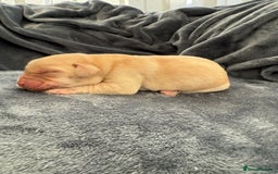 Labrador Retriever dogs for sale: Beautiful Chocolate Labrador Puppies - Image 9