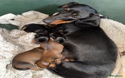 Miniature Dachshund dogs for sale: Miniature dachshunds - Image 13