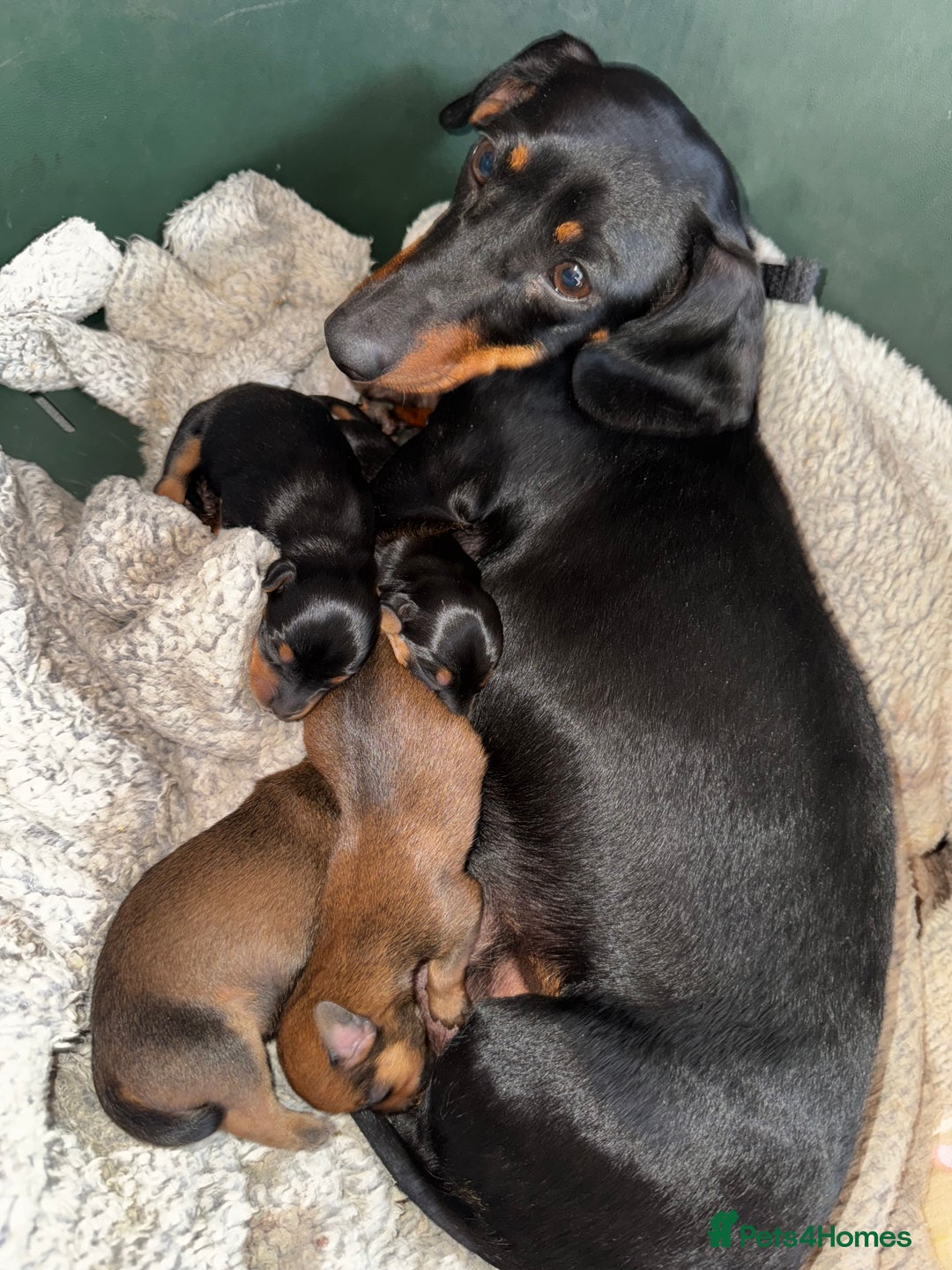 Miniature Dachshund dogs for sale: Miniature dachshunds - Image 13