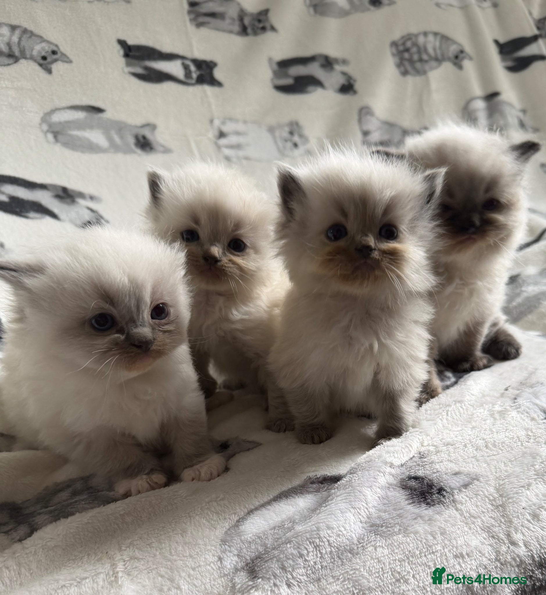 Ragdoll cats Excessively vet checked Ragdoll Kittens 💎  - Advert 1