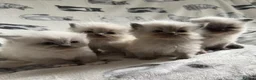 Ragdoll cats for sale: Beautiful Ragdoll Kittens 💎  - Advert 4