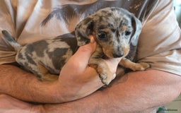Miniature Dachshund dogs for sale: REDUCED !! Miniature dachshund puppies kc reg   - Image 1