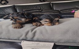 Yorkshire Terrier dogs for sale: Yorkshire terrior  - Image 3