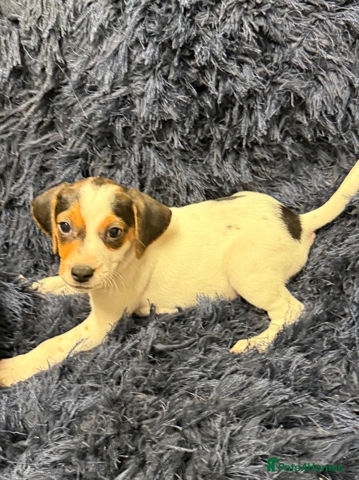 Mixed Breed dogs Beautiful jackabee pups ready to leave now - Advert 2