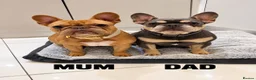 French Bulldog dogs for sale: 🐾 FRENCH BULLDOG PUPPIES 🐾 - Advert 6