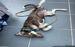 Mixed Breed dogs for adoption: Teya- sweet and loving  - Image 3