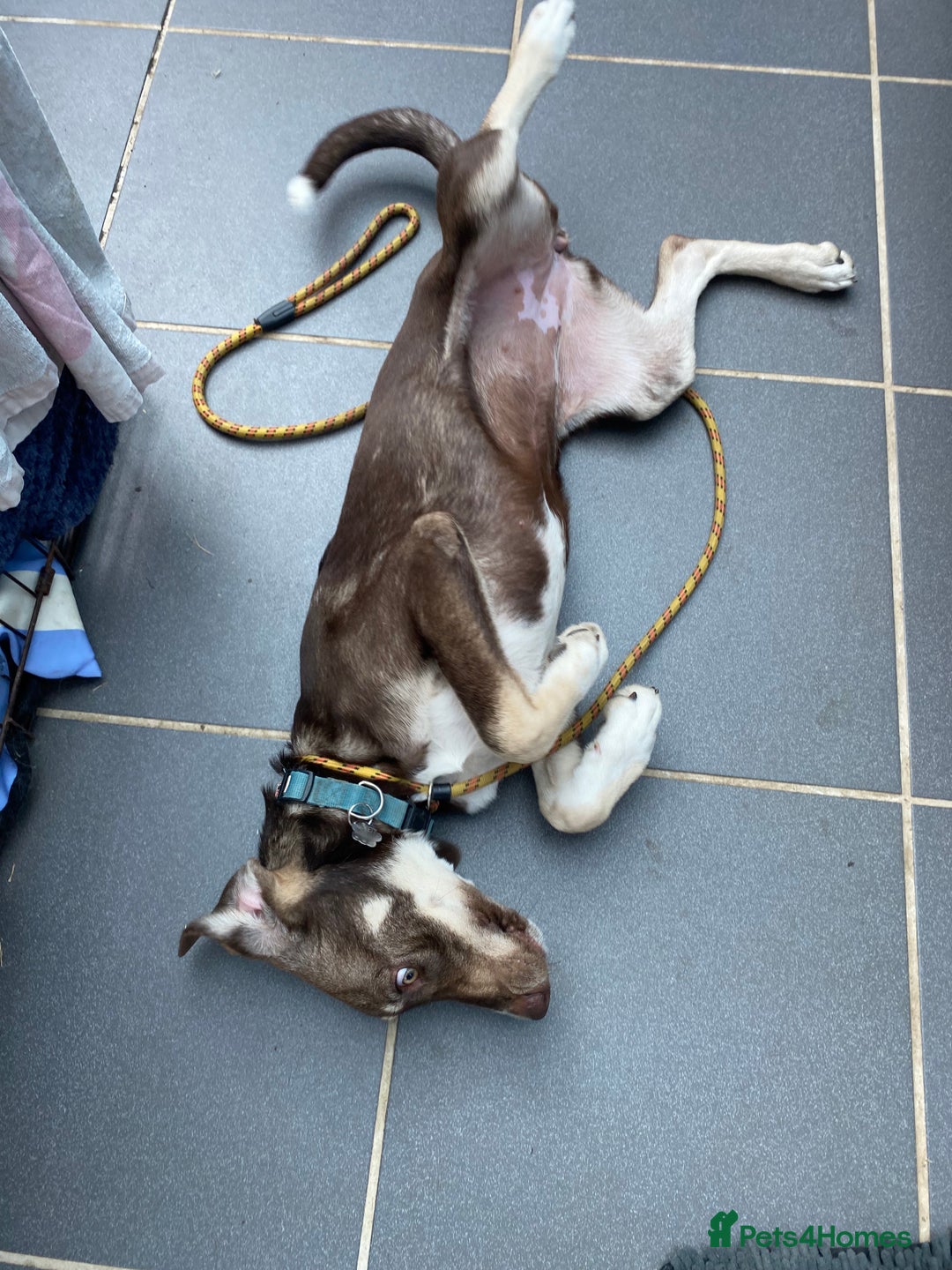 Mixed Breed dogs for adoption: Teya- sweet and loving  - Image 3
