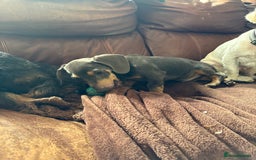 Miniature Dachshund dogs for sale: Blue and tan Miniature Smooth Dachshund  - Image 2
