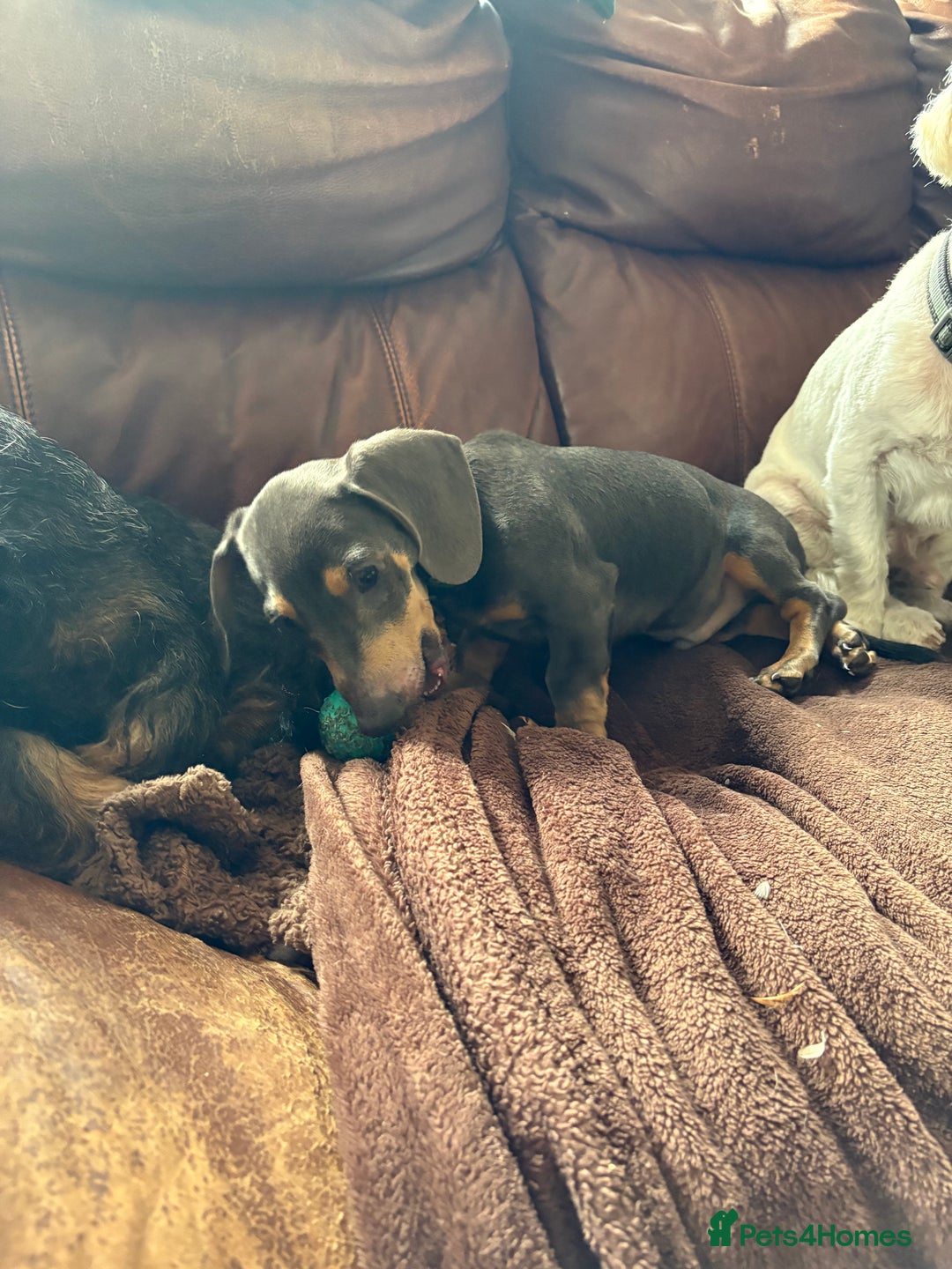 Miniature Dachshund dogs for sale: Blue and tan Miniature Smooth Dachshund  - Image 2