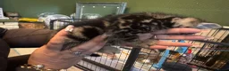 Mixed Breed cats for sale: 🐾 Beautiful male part Maine Coon Cross Kitten in Portsmouth - Advert 12