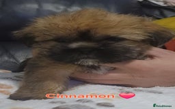 Shih Tzu dogs for sale: Beautiful trio colours Shihtzu puppies 1 left ❤️ - Image 1