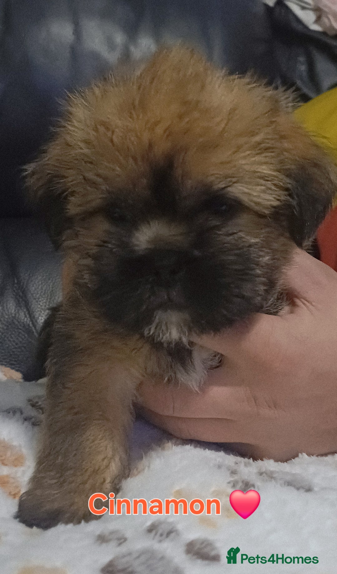 Shih Tzu dogs for sale: Beautiful trio colours Shihtzu puppies 1 left ❤️ - Image 1