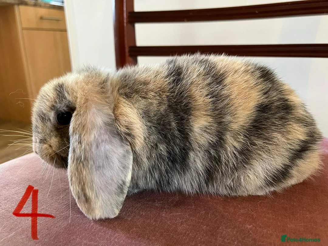 Mini Lop rabbits for sale: Beautiful Mini Lop Babies in Loughborough - Advert 40