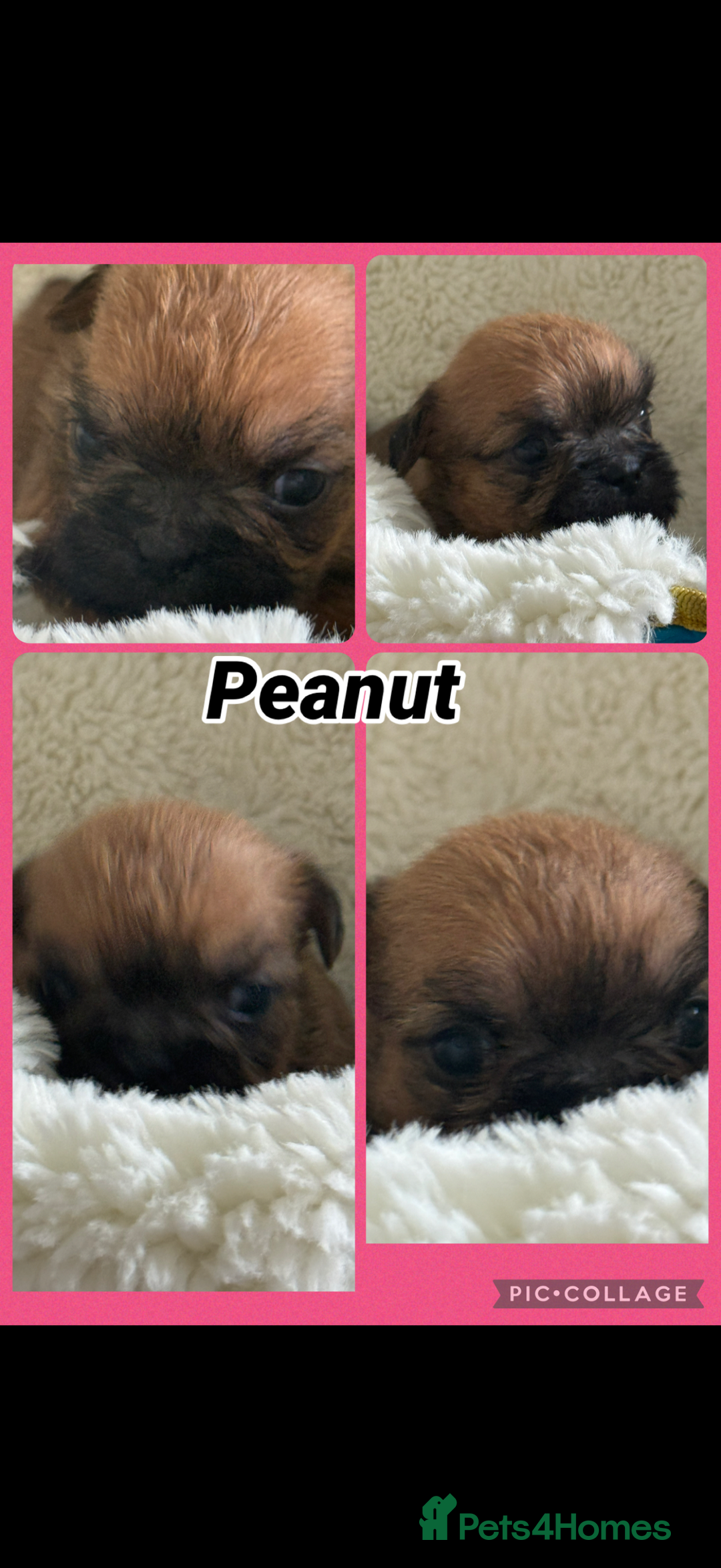 Mixed Breed dogs for sale: Beautiful Frenchie crossed with imperial Shitzu  - Image 4