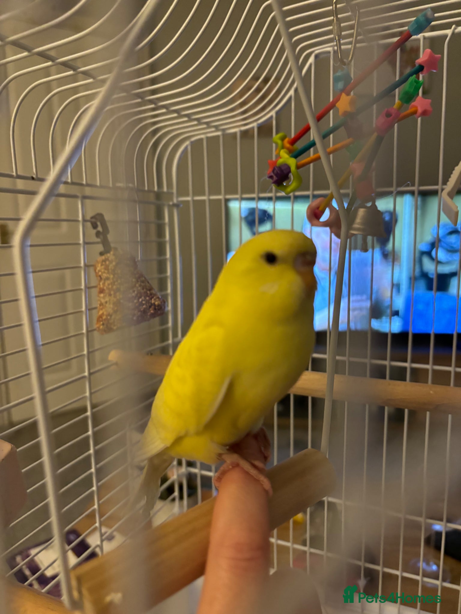 Budgerigars birds Friendly budgie - Advert 3