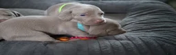 Weimaraner dogs for sale: Weimaraner puppies  - Advert 6