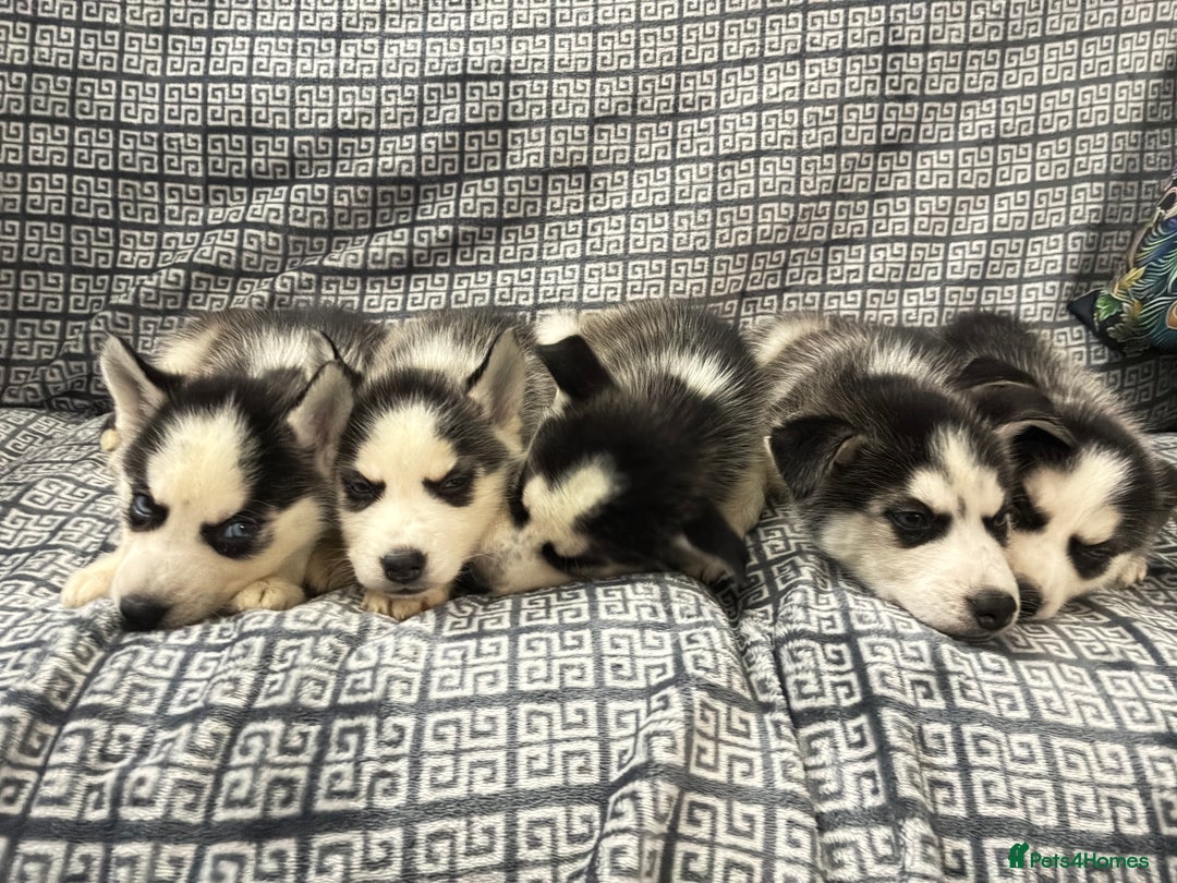 Siberian Husky dogs for sale: Pure Siberian huskies  - Advert 11