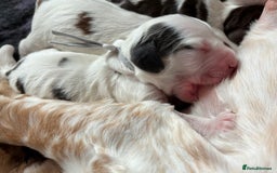 Cocker Spaniel dogs for sale: KC Reg; Home Raised; Low COI; DNA CLEAR; Show Type - Image 19