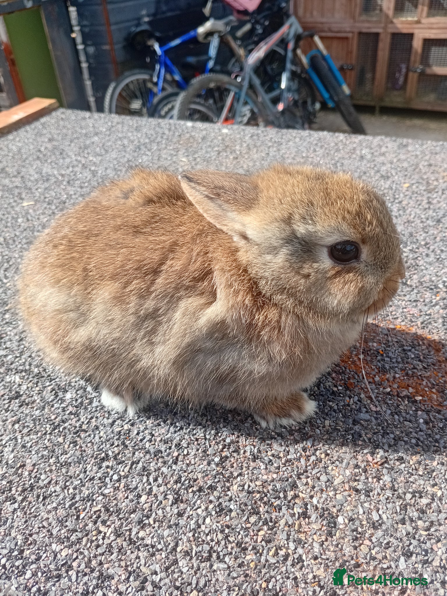 Netherland Dwarf rabbits Netherland dwarf baby  - Advert 1