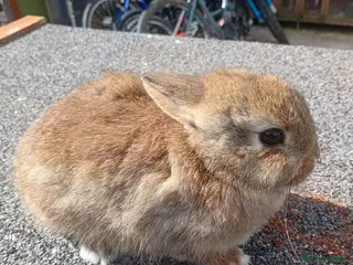 Netherland Dwarf rabbits for sale: Netherland dwarf baby - Advert 2