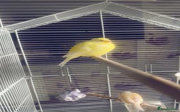 Canaries birds for sale: two canaries in pairs  - Image 7