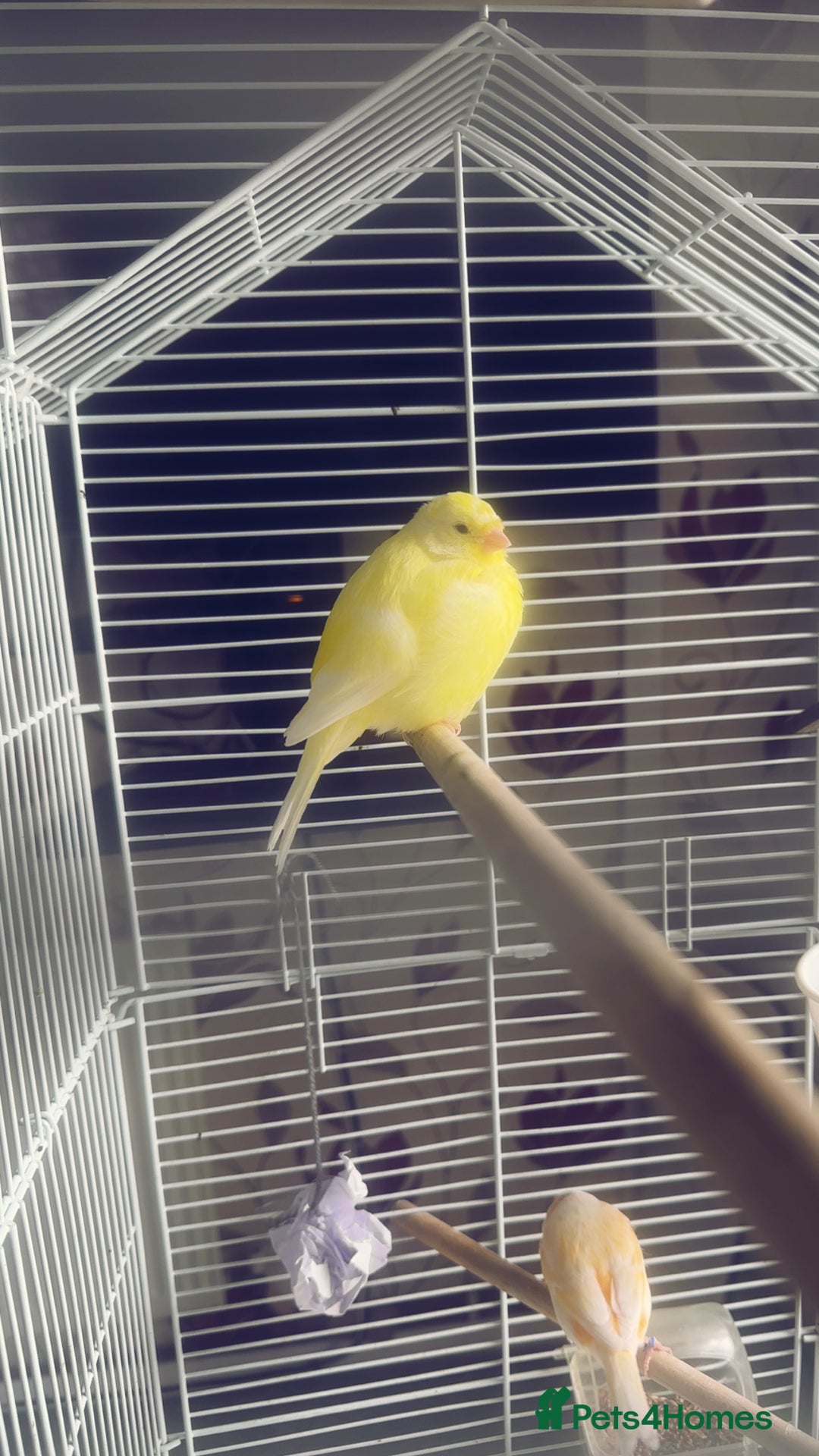 Canaries birds for sale: two canaries in pairs  - Image 7