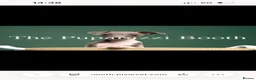 Italian Greyhound dogs for sale: Kc registered Italian greyhound pups  - Advert 7