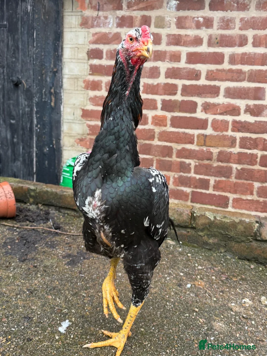 Hens poultry for sale: O shamo, shamo, Pakistani aseel and miwali   - Advert 3