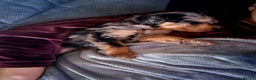 Mixed Breed dogs for sale: F1b health tested Rottiepoo puppies - Advert 22